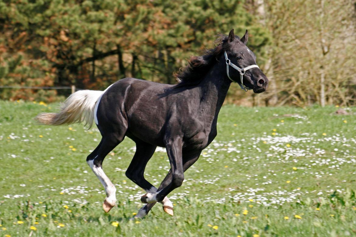 Tennessee Walker Joyful Mr. Forest Walker - Bushy i engen 1 år gammel. billede 13