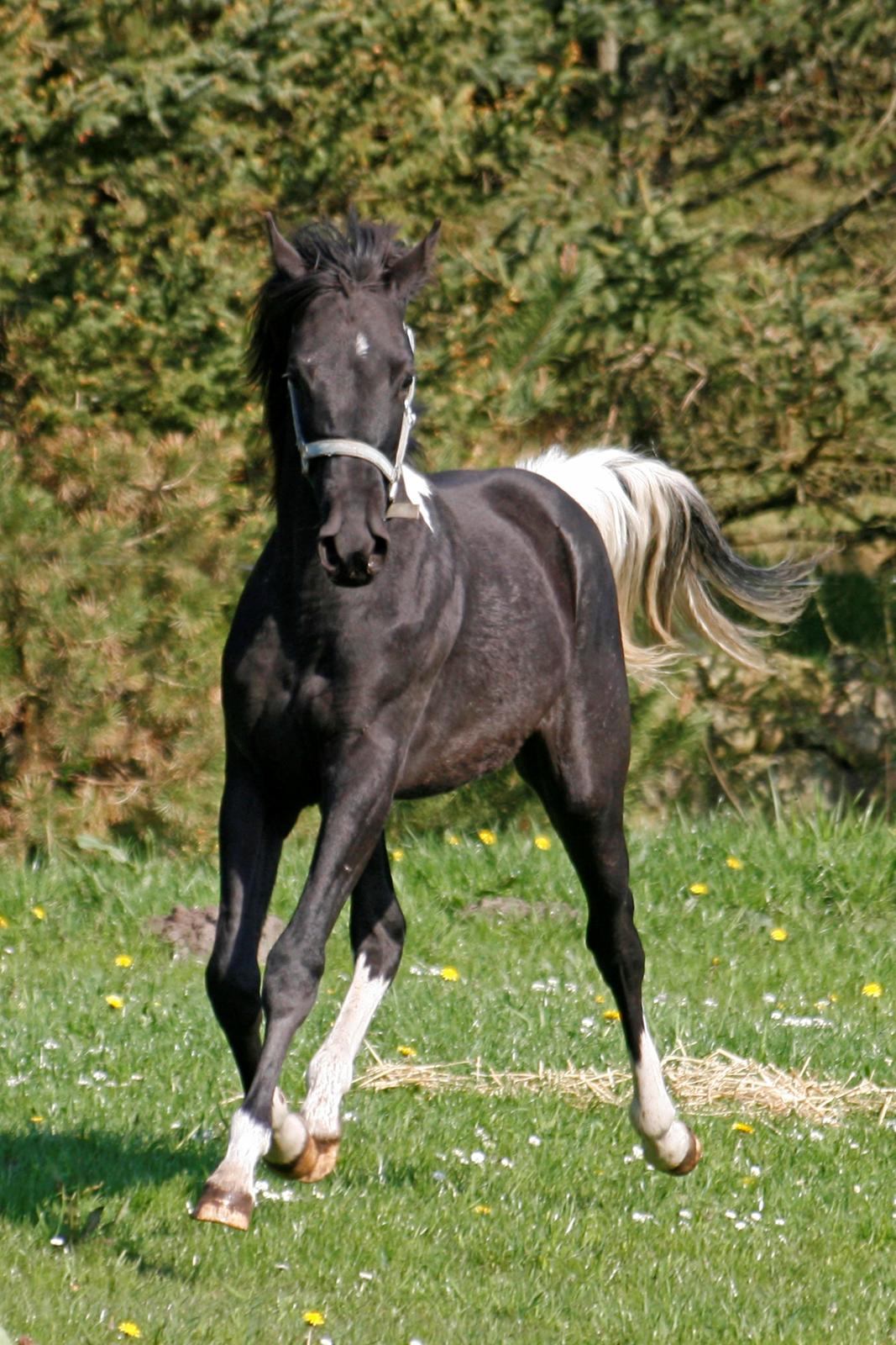 Tennessee Walker Joyful Mr. Forest Walker - Bushy den lille blærerøv. 1/5 2012. billede 14