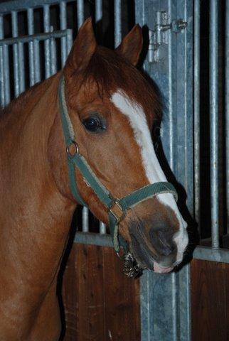 Anden særlig race Power *savnet* - basse<3 billede 1