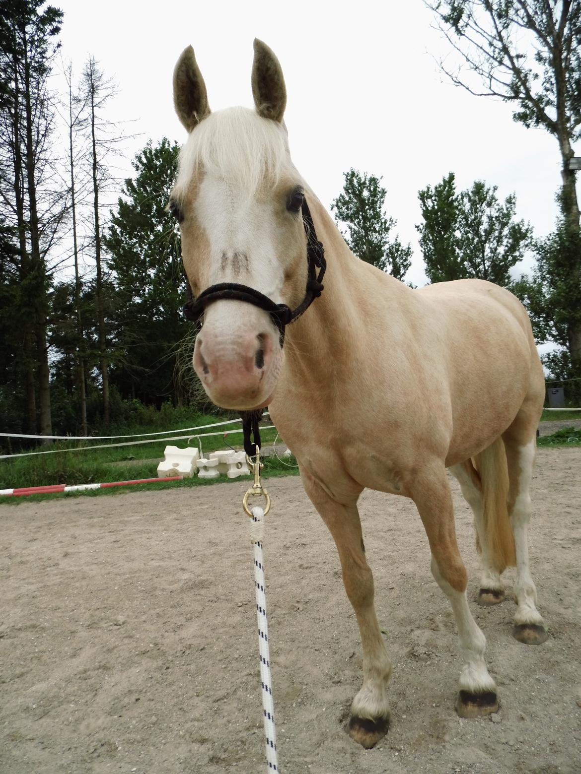 DSP Tovdal's Ivory Princess <3 - <3 billede 8