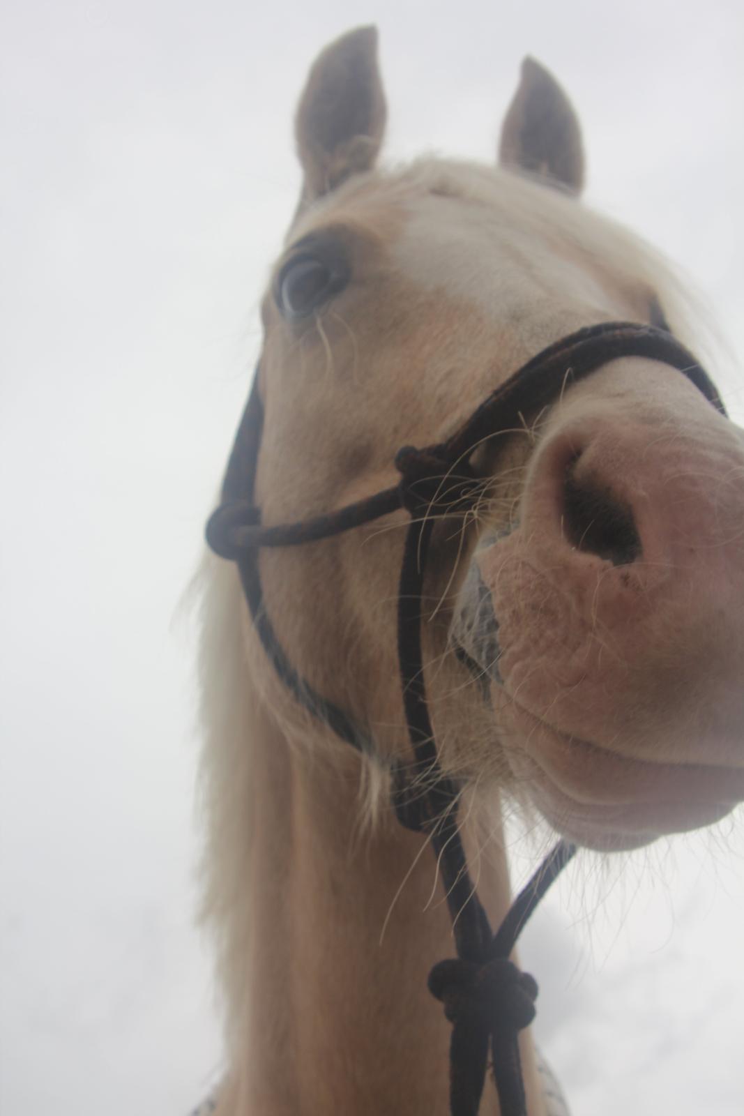 DSP Tovdal's Ivory Princess <3 - <3 billede 6