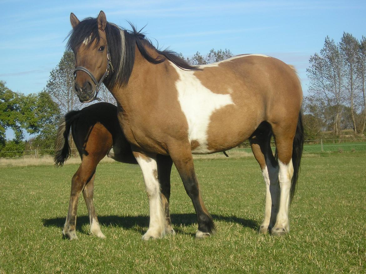 Irish Cob Curella billede 1