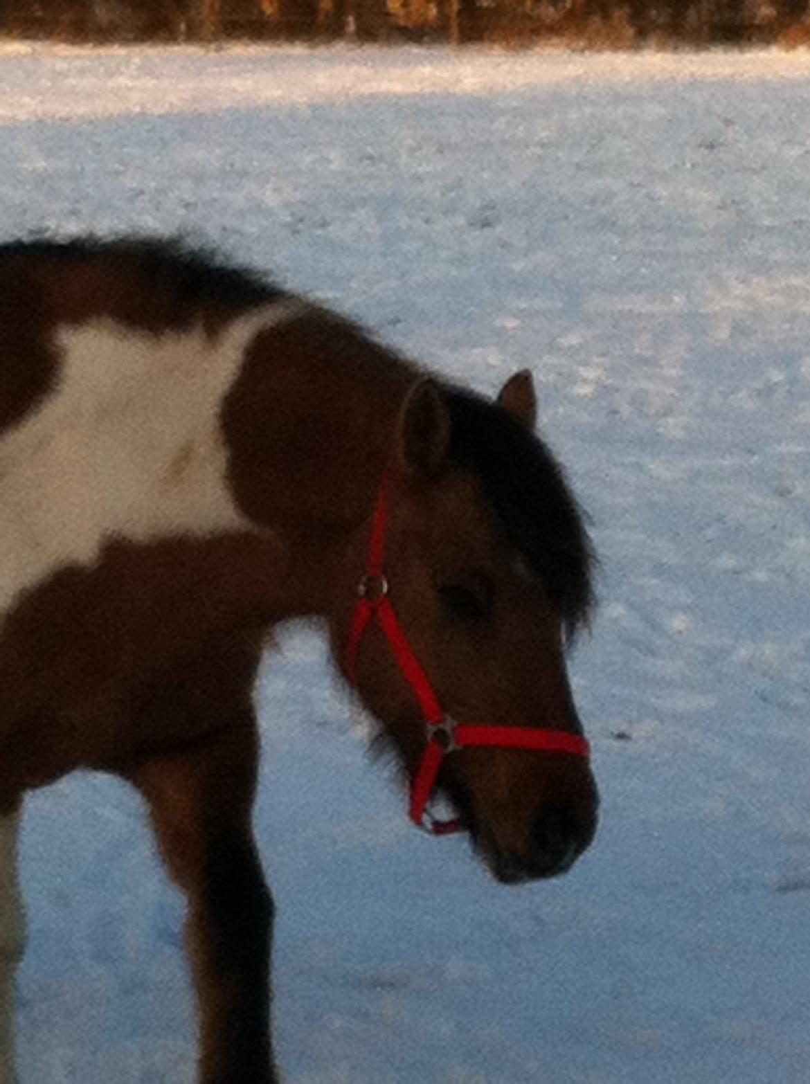 Irish Cob Curella billede 2