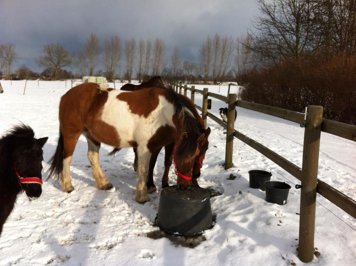 Irish Cob Curella billede 3