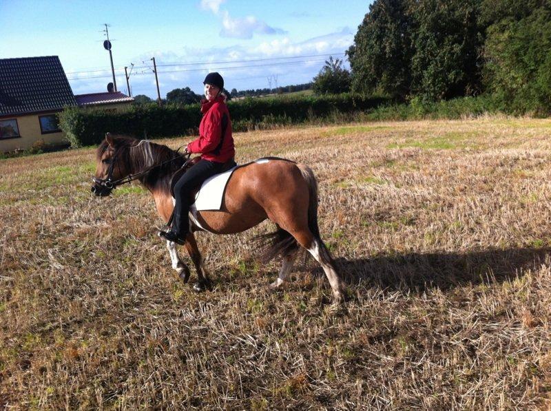 Irish Cob Curella billede 4