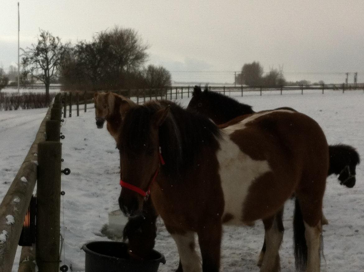 Irish Cob Curella billede 5