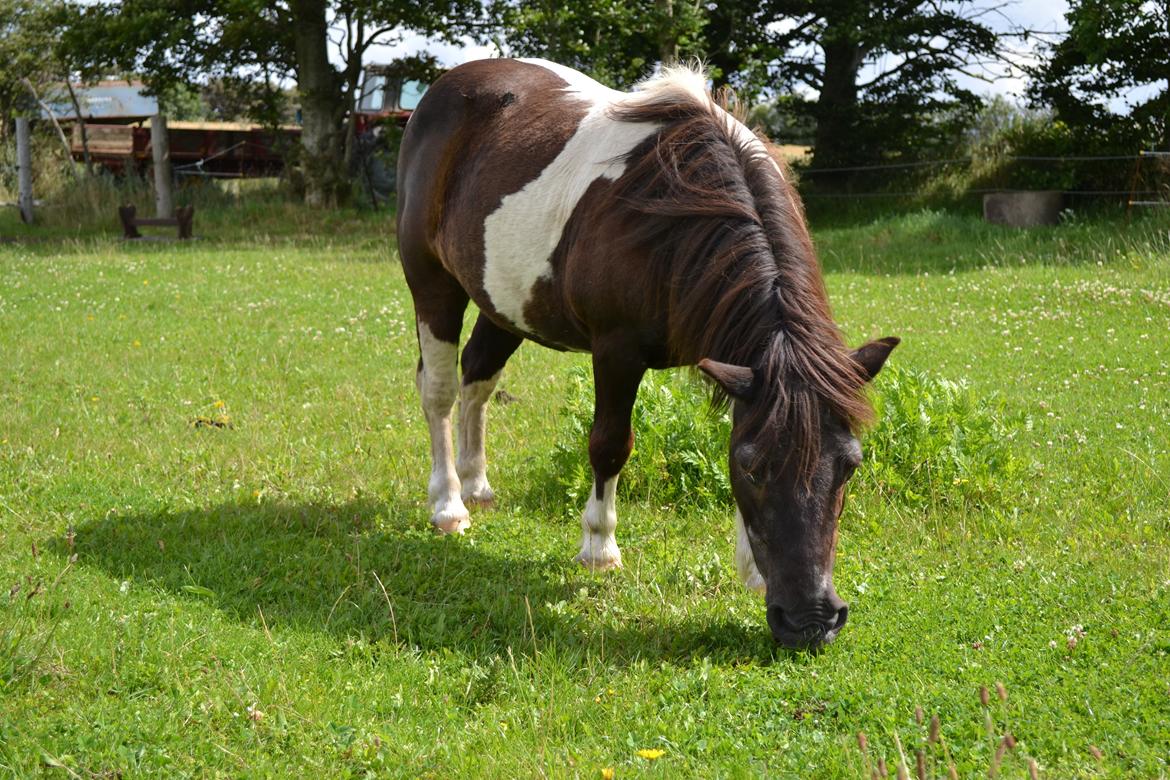 Anden særlig race Samba billede 1