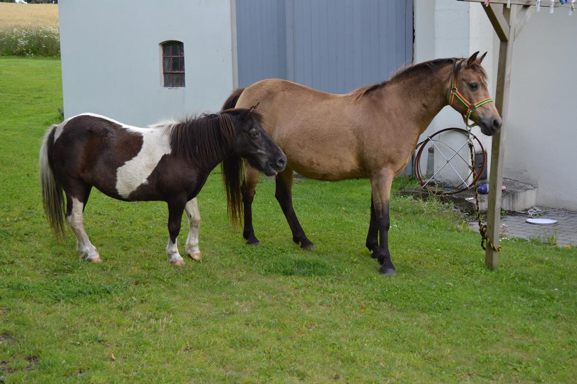 Anden særlig race Samba billede 2