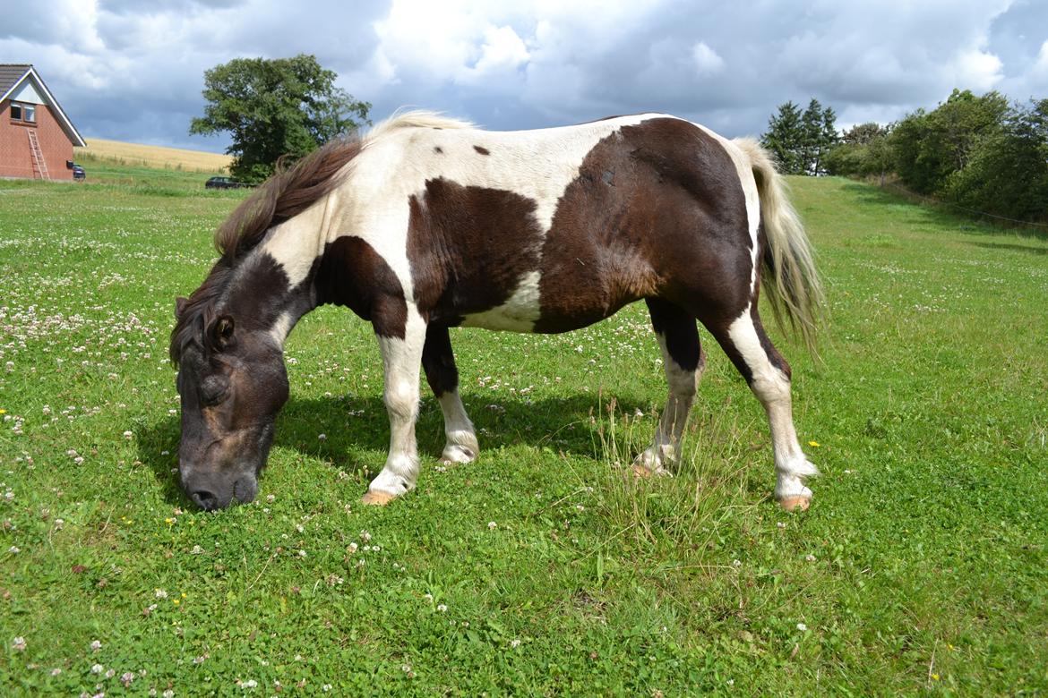 Anden særlig race Samba billede 3