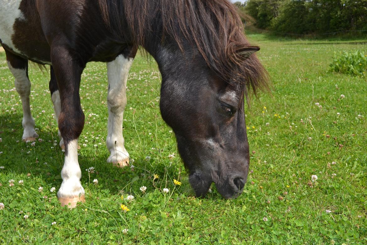 Anden særlig race Samba billede 4