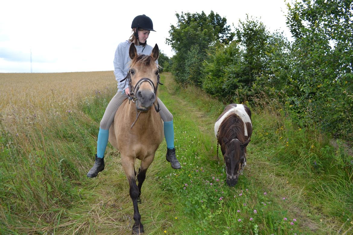 Anden særlig race Samba billede 5