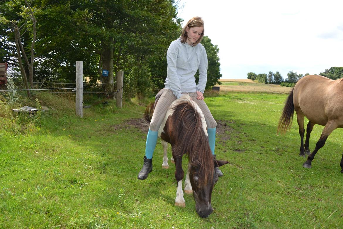 Anden særlig race Samba billede 6