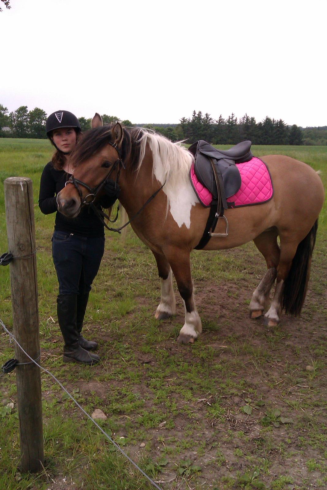 Anden særlig race Isabella - isabella for første gang med udstyr dyktig pony  billede 7