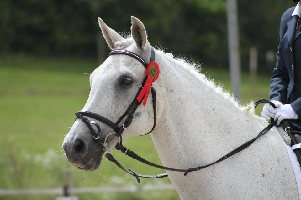Sportsaraber (A) Gøben - En Glad hestbasse :) 
 billede 2