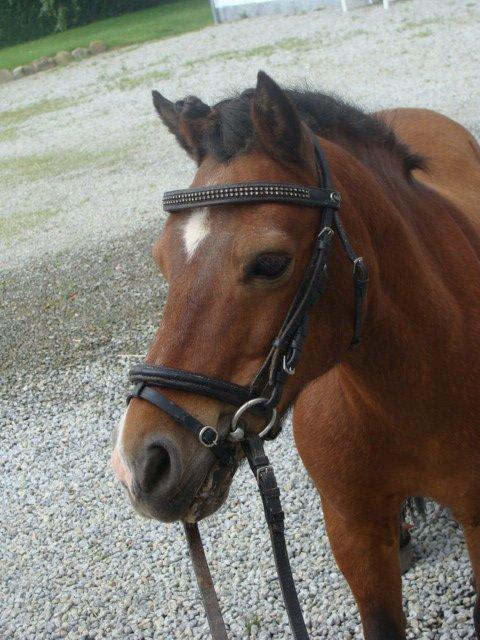 Shetlænder Bruno - Smukke Bruno, lytter til trillebørsmusik :p billede 3