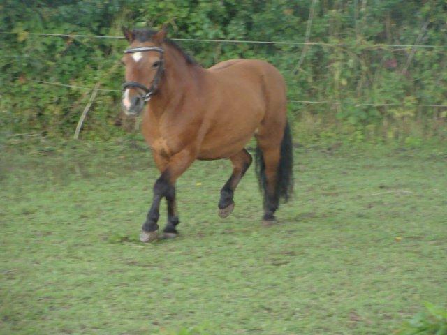 Shetlænder Bruno billede 18