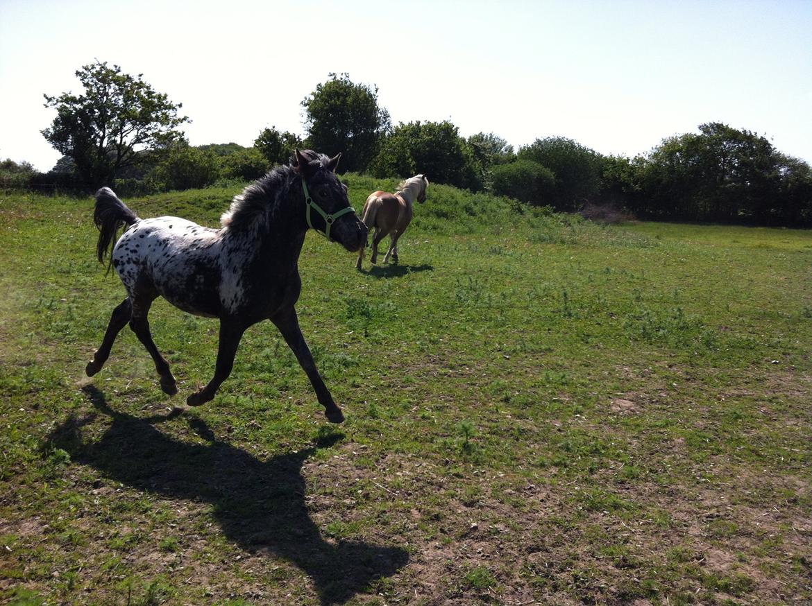 Anden særlig race Skyline billede 9