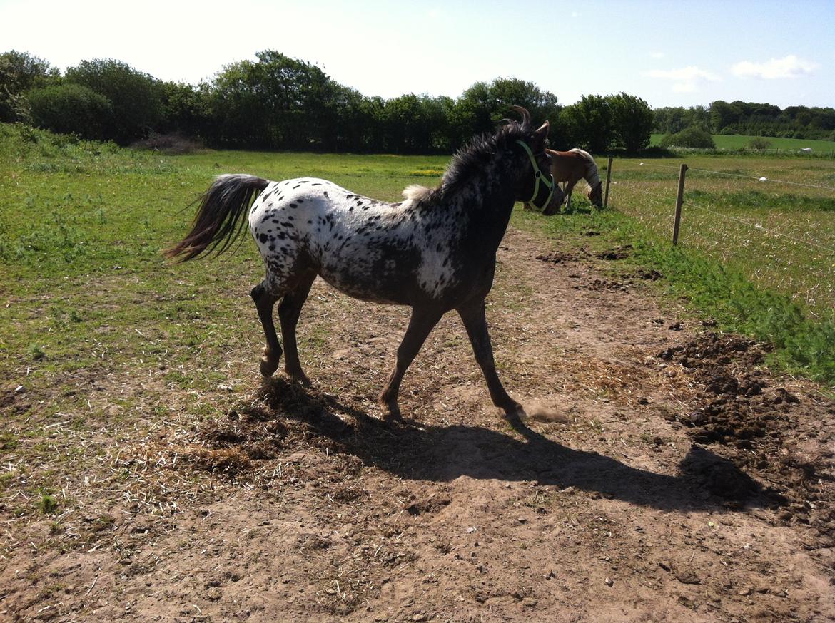 Anden særlig race Skyline billede 10