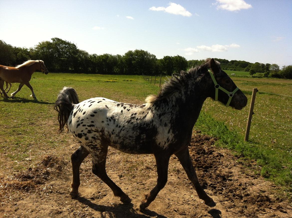 Anden særlig race Skyline billede 11