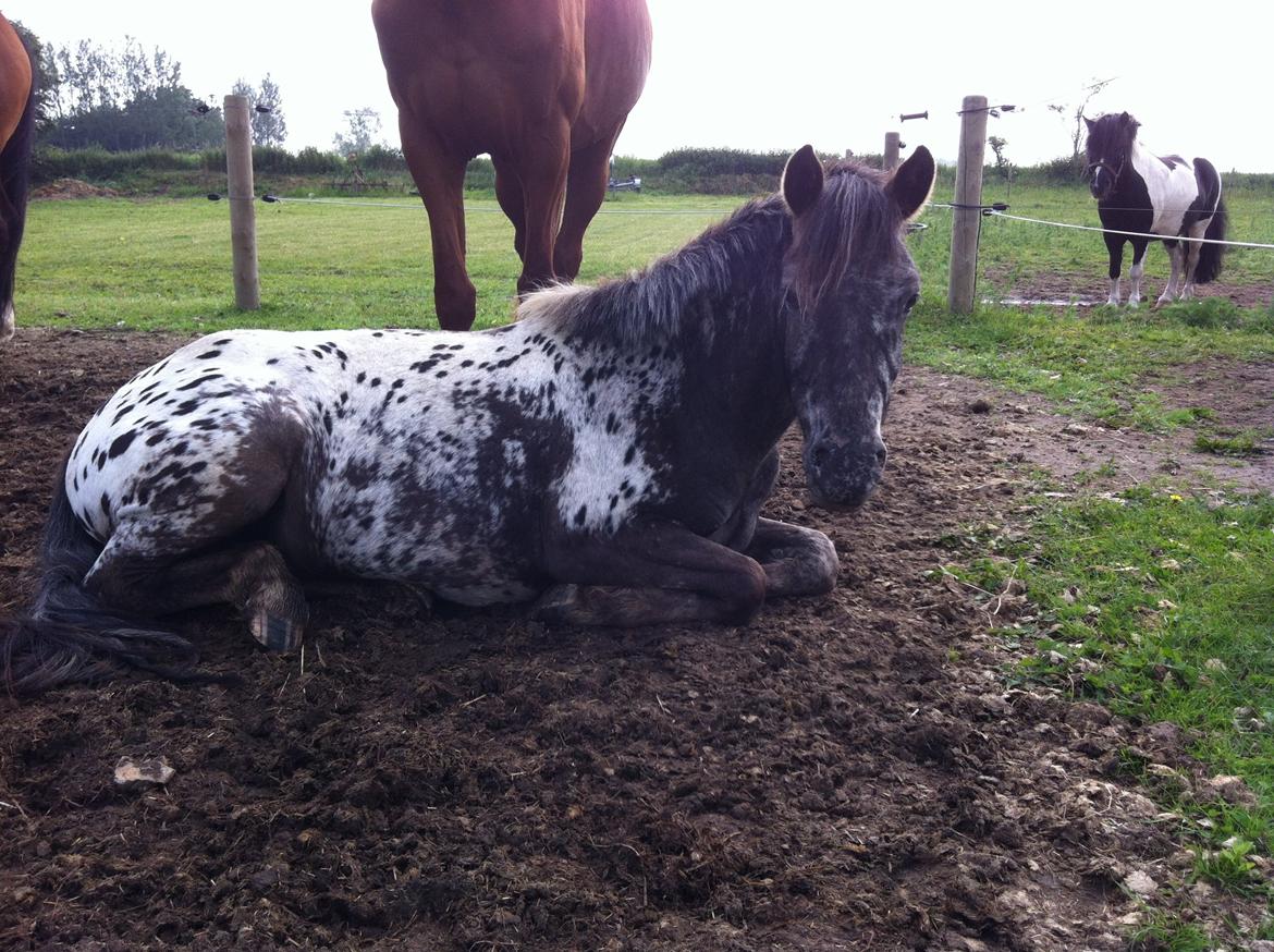 Anden særlig race Skyline billede 14