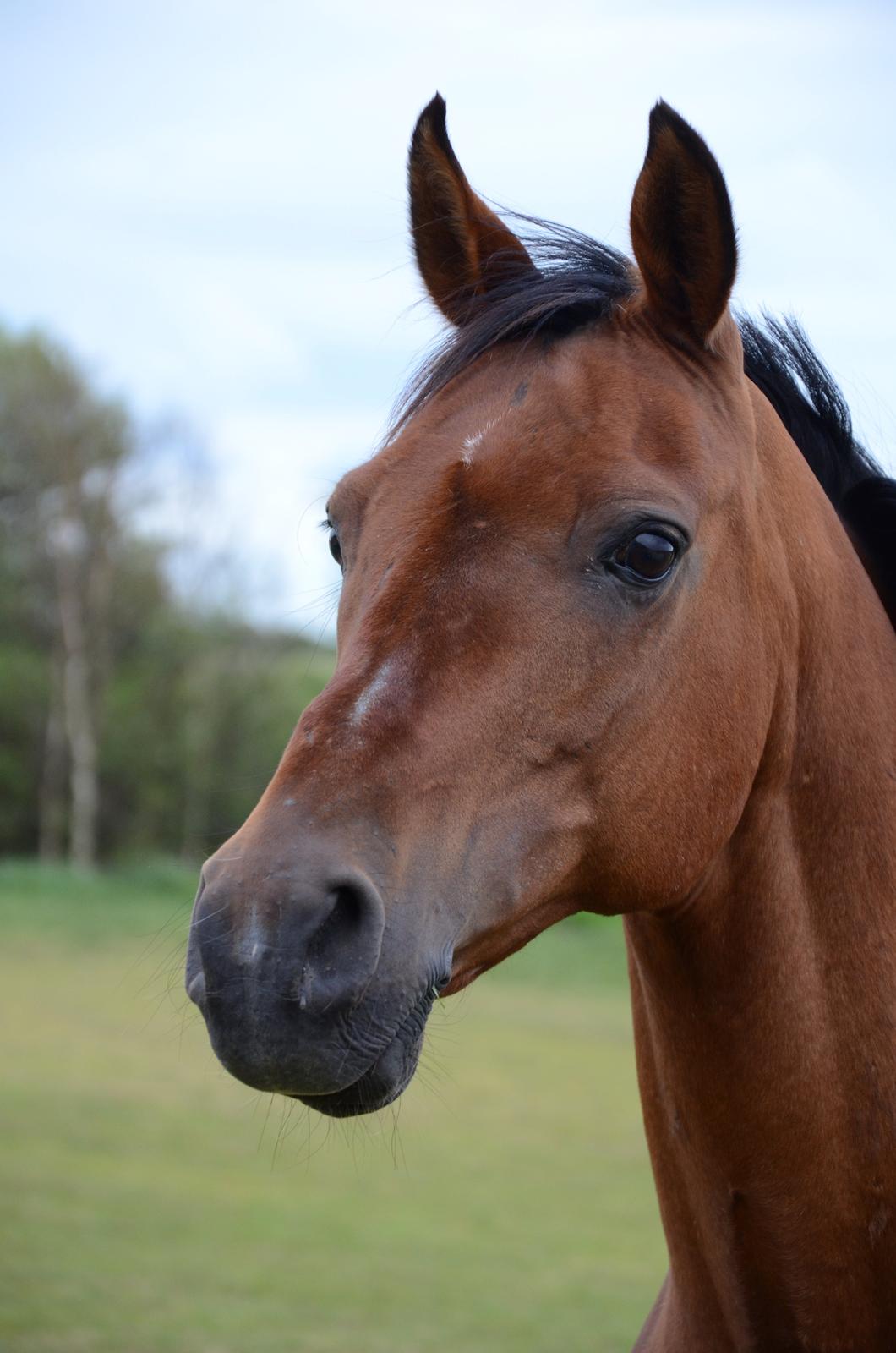 Arabisk fuldblod (OX) Sarajev Fox billede 3