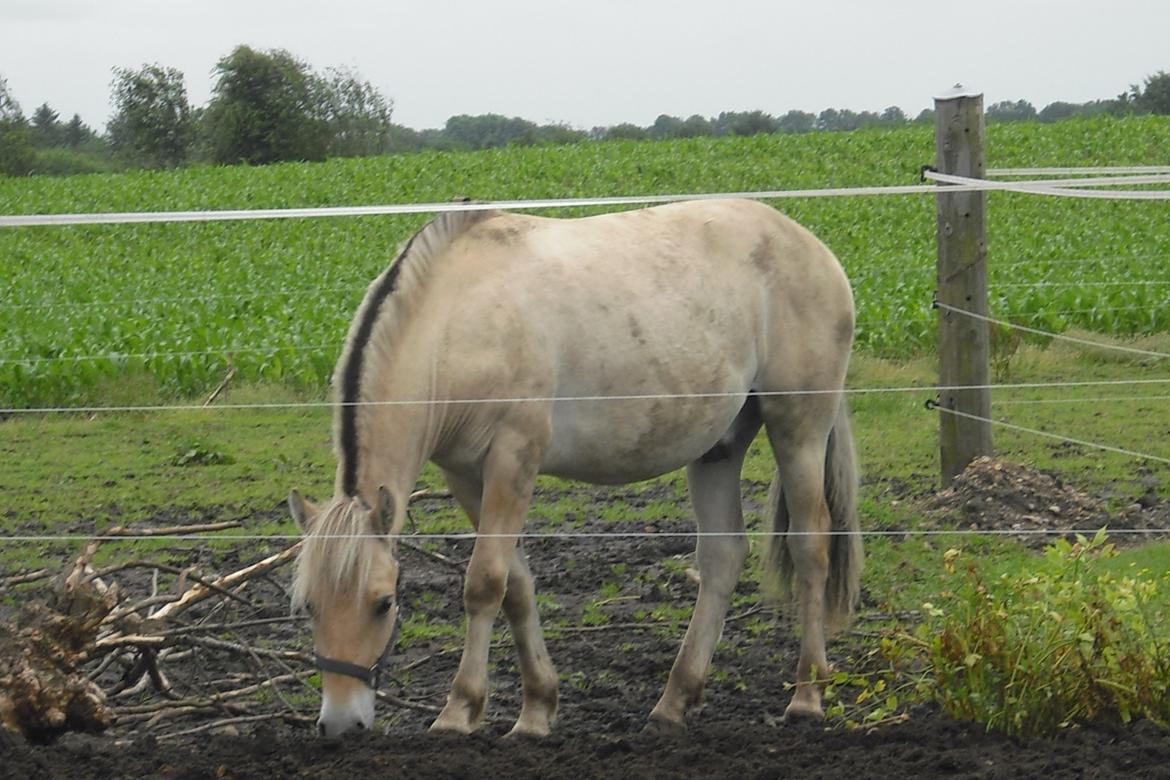 Fjordhest Rimbo Møldrup billede 12