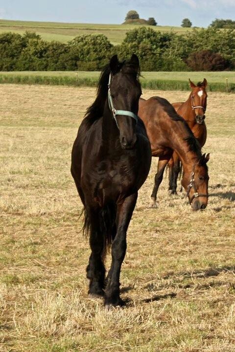 Frieser Horst fan de Harr - På sommergræs juli 2012 billede 10
