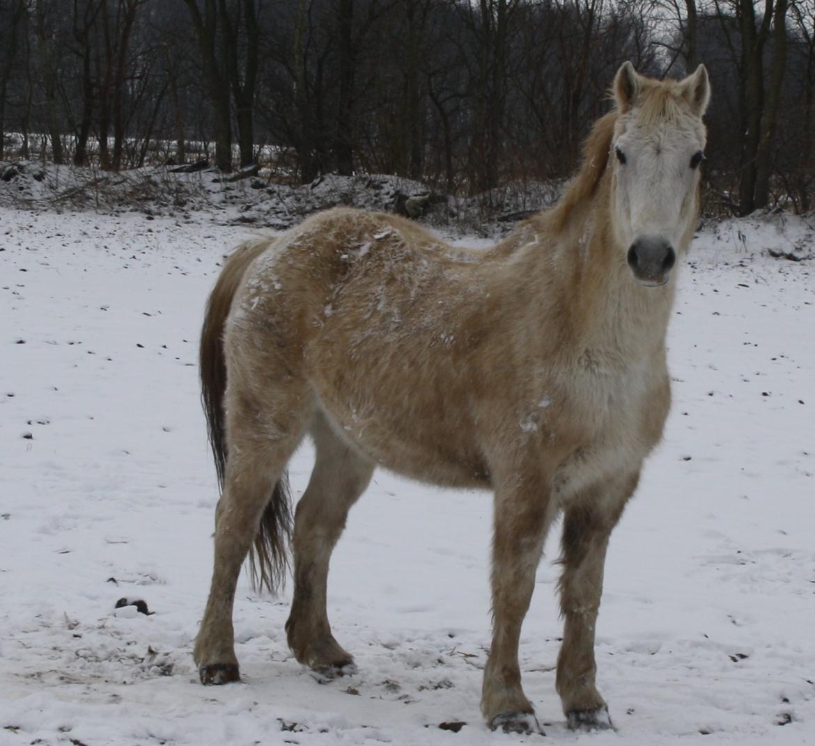 Anden særlig race Miggi billede 2