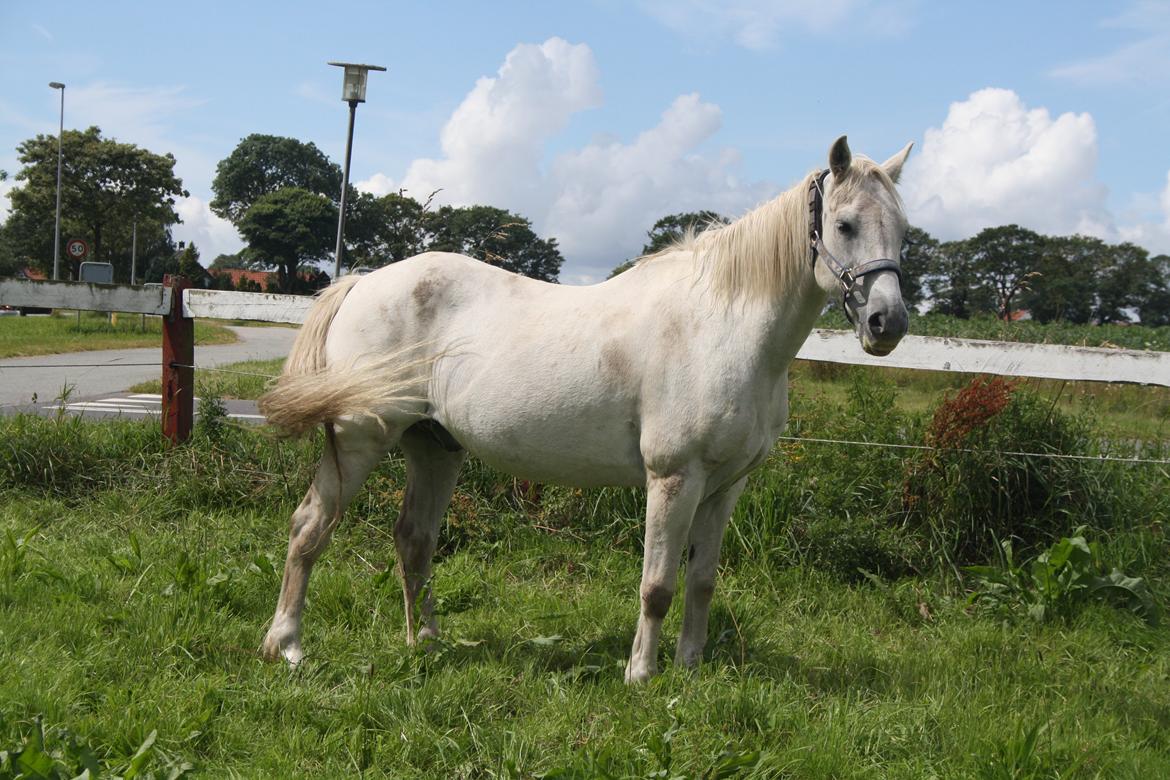 Anden særlig race Miggi billede 5