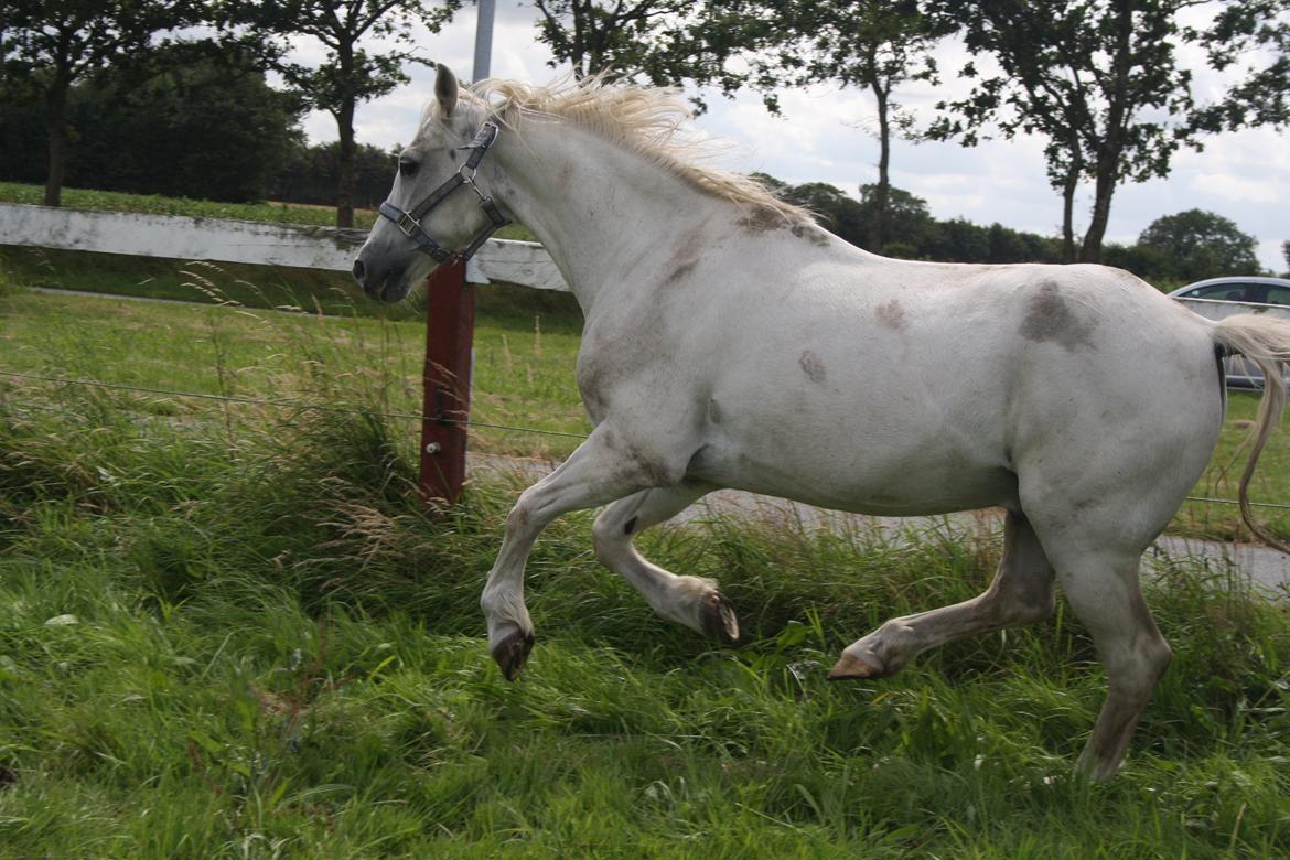 Anden særlig race Miggi billede 7