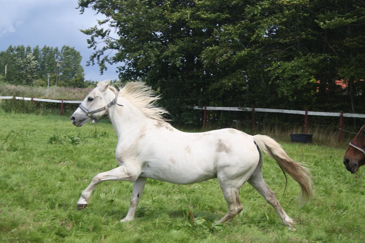 Anden særlig race Miggi billede 10