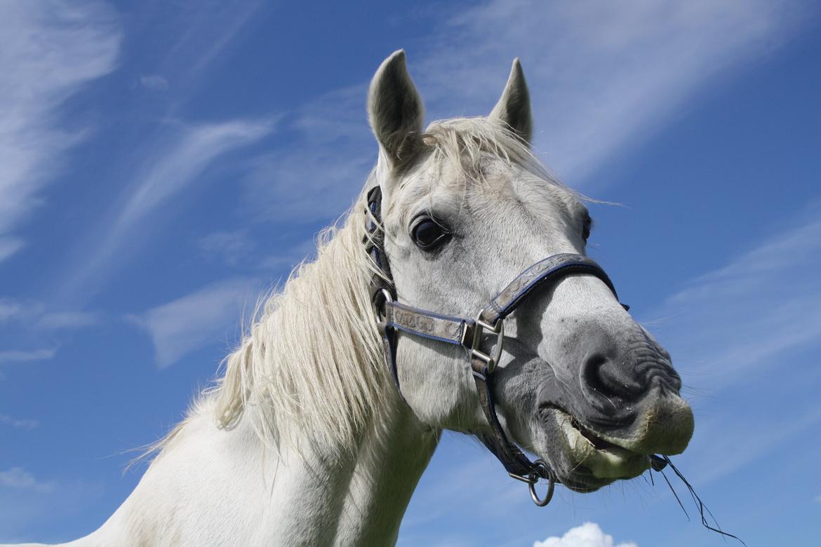 Anden særlig race Miggi billede 12
