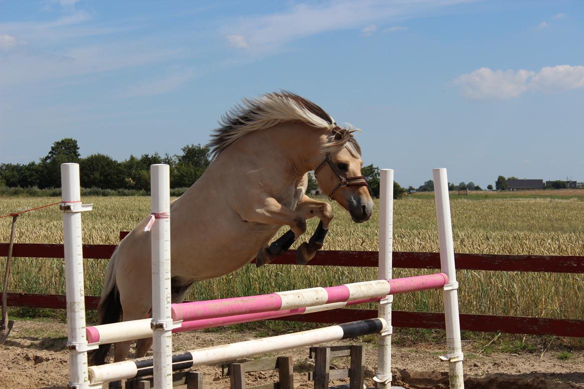 Fjordhest (Bumle)-Bella.. - Super Bumle Bella i aktion over en hel meter! :) billede 15