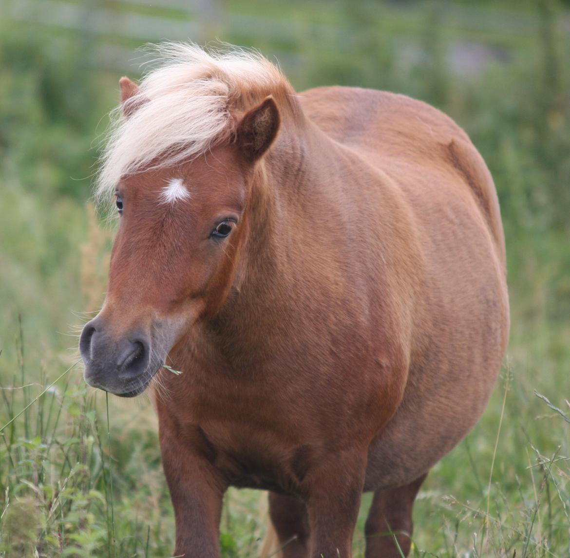 Shetlænder Bella <3 billede 20