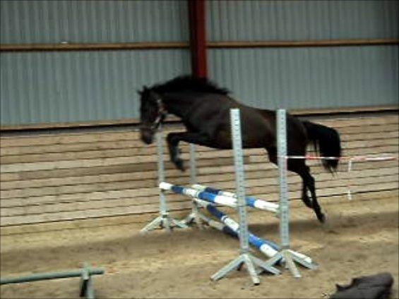 Anden særlig race Lundgaards Mulan SOLGT - Løsspringer med stor lyst & kapacitet (-: billede 17