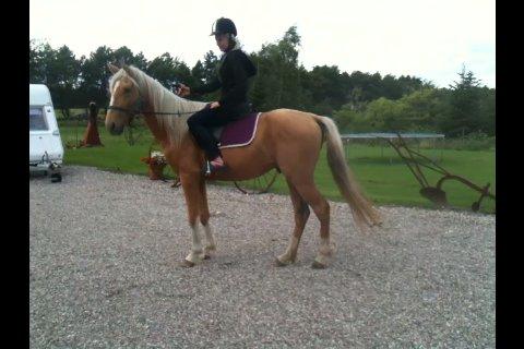 Palomino Ga' Cool Cash - første gang med sadel :) billede 14