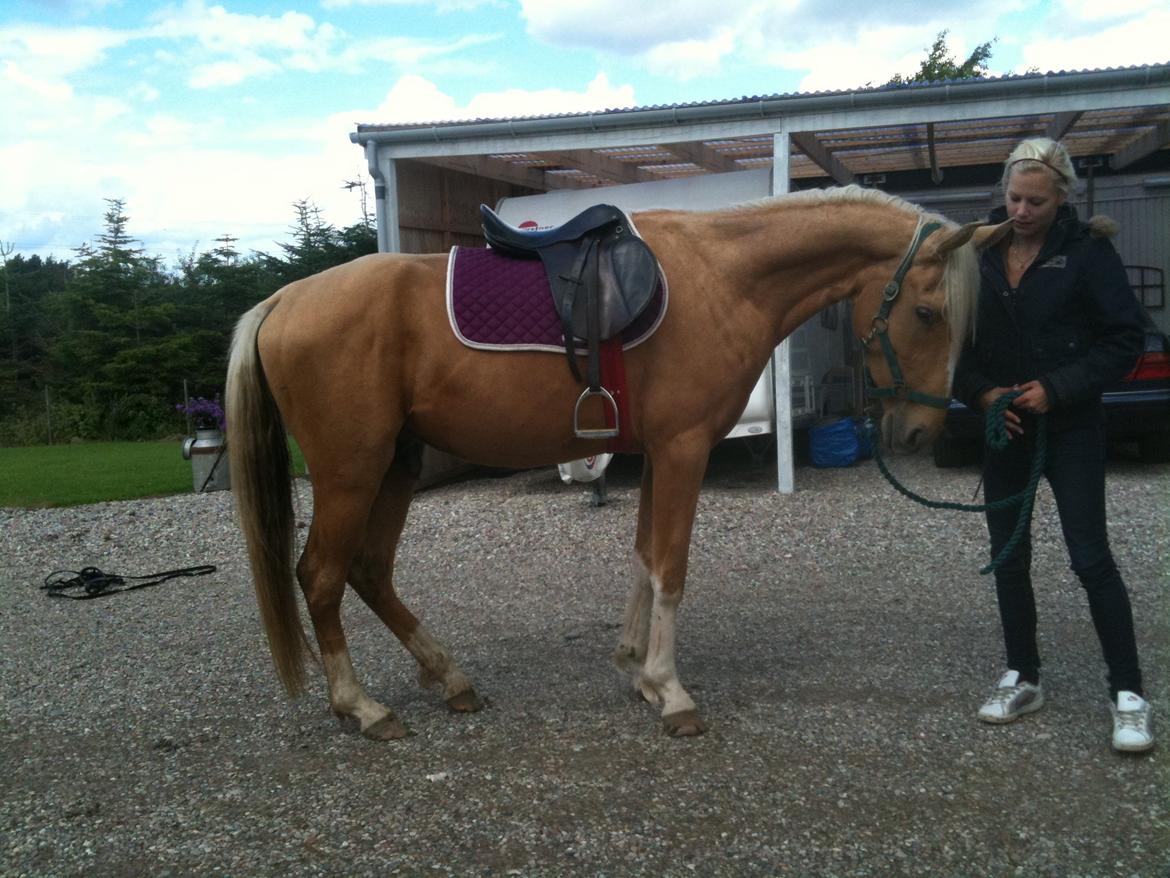 Palomino Ga' Cool Cash billede 17