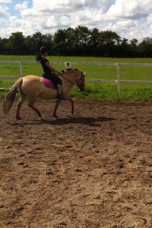 Anden særlig race Landlyst´s Keepliving Keepi billede 17