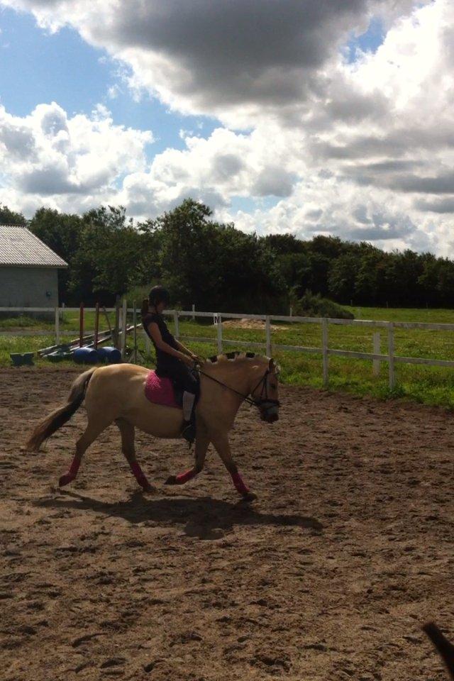 Anden særlig race Landlyst´s Keepliving Keepi billede 19