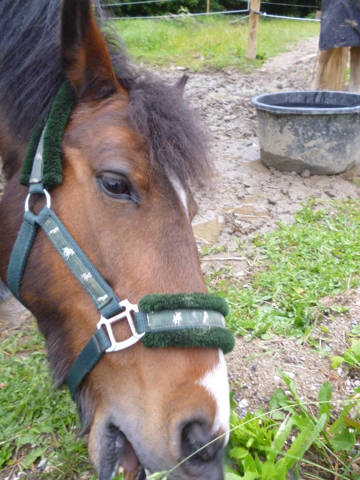 New Forest Lucas lånepony :) <3 - prøver at nå græset billede 7