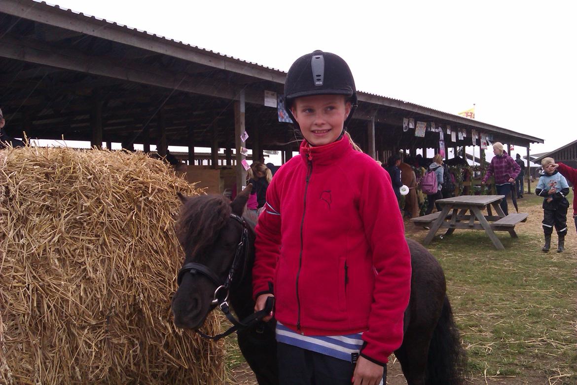 Shetlænder **Sonny** - Sonny tager lige en dyb vejrtrækning inden han skal ind til agility:-***
(det gik forresten rigtig godt:-D) billede 11