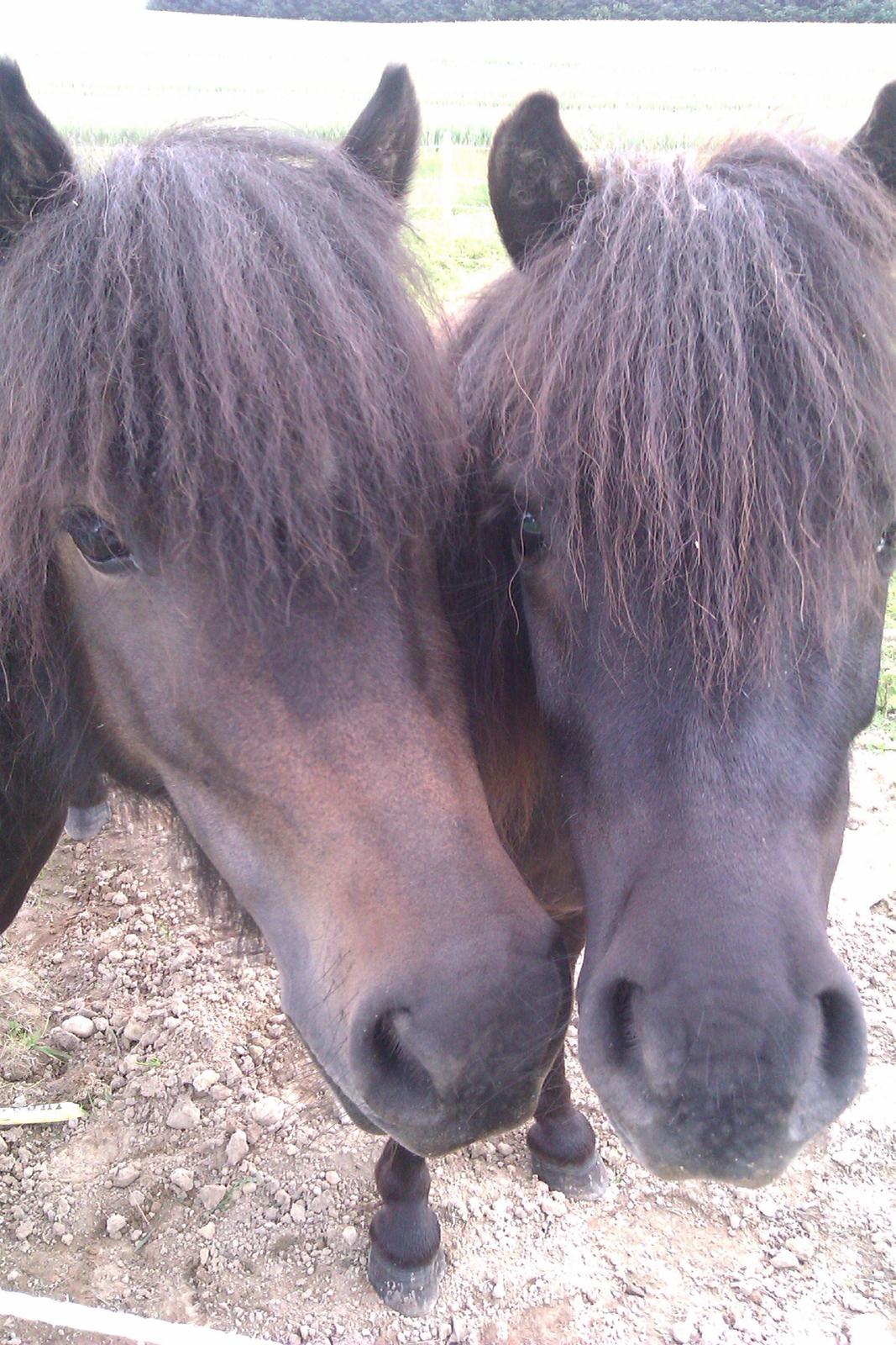 Shetlænder **Sonny** - Vendskab!! billede 12