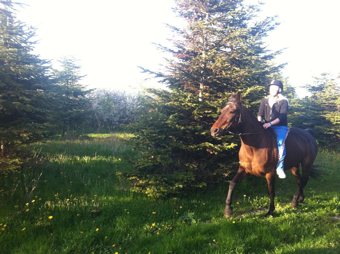 Traver Mybony Hackstable (Mille) solgt <3 billede 2