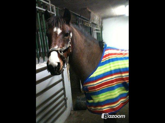 New Forest Lucas lånepony :) <3 billede 9