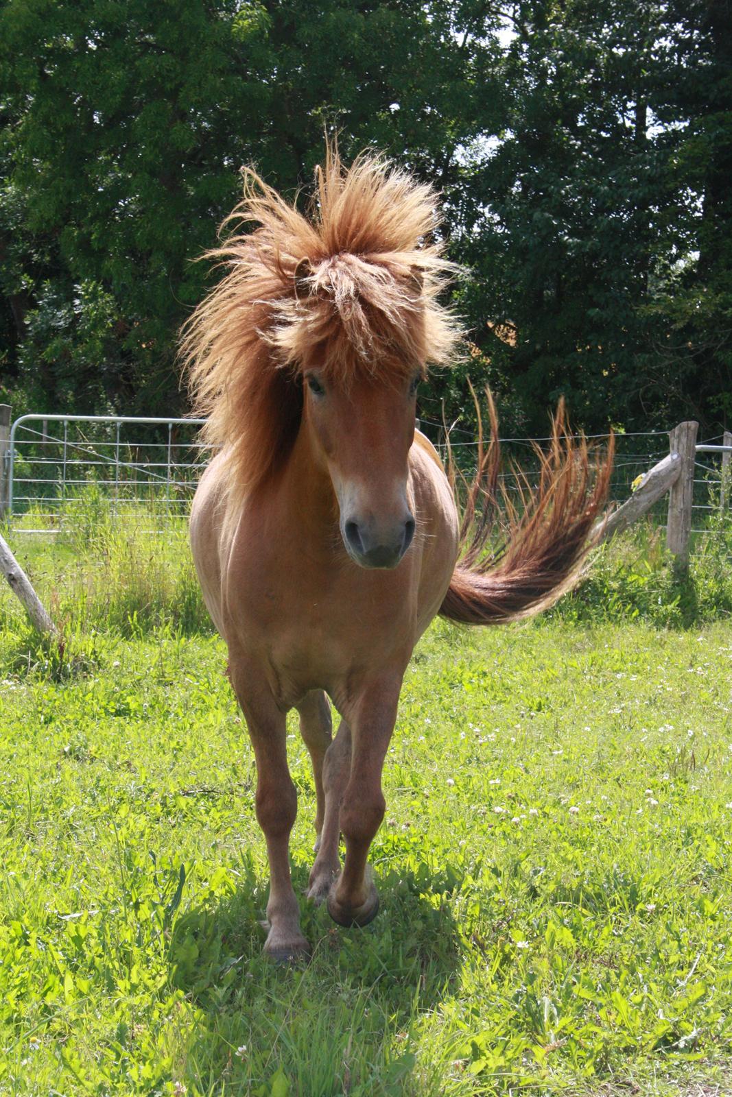 Islænder Kári fra Ouskærgård billede 7