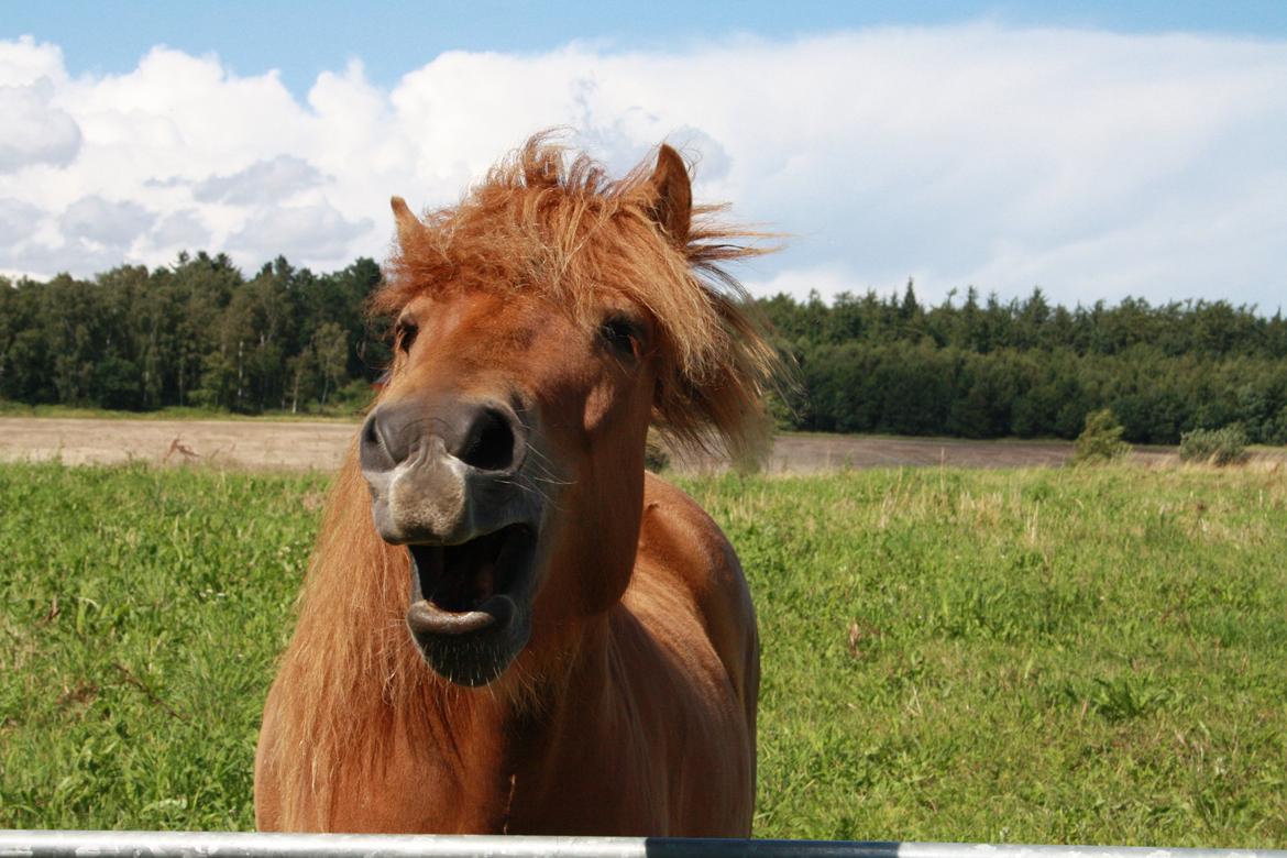 Islænder Kári fra Ouskærgård billede 18