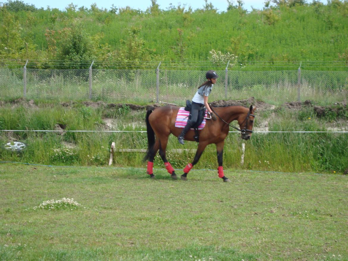 Traver Lotus esterell Himmelhest. billede 1