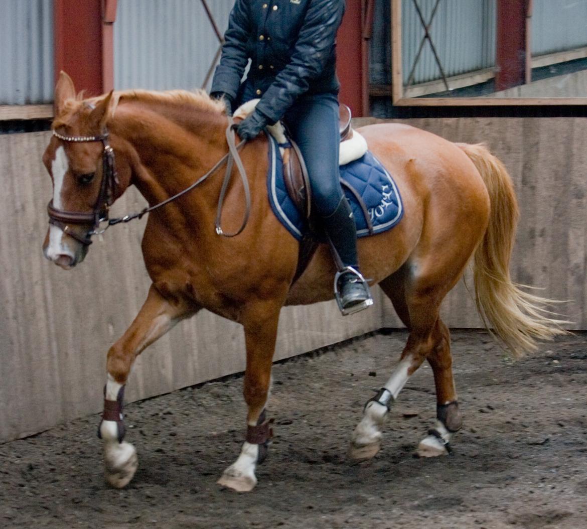 Anden særlig race Gyvelgårdens Jolly - Vi kan sagtens gå pænt, selvom hestene bliver lukket ind på den anden side af ridehallen! Efteråret 2010.. billede 7