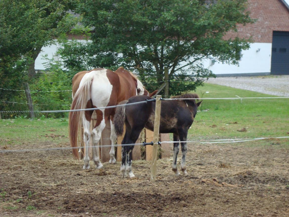 Pinto Pilegårdens Fullmoon (Tidligere hest) - Moonie på drengefold snart 4 mdr. billede 12
