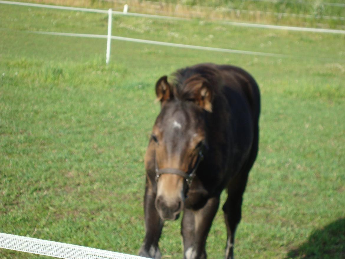 Pinto Pilegårdens Fullmoon (Tidligere hest) billede 13